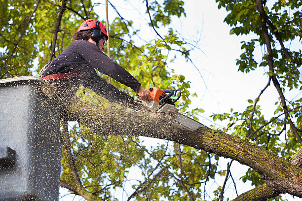 Mulching Services in New Haven, MO